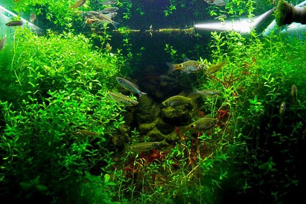 Клирнет ссылка на зеркало маркетплейс кракен