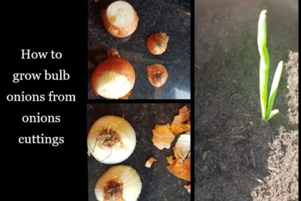 Kraken ссылка kraken torion