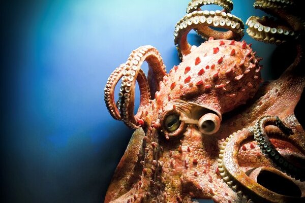 Kraken рабочее зеркало onion