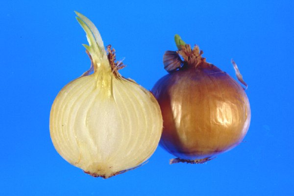 Ссылки тор браузер