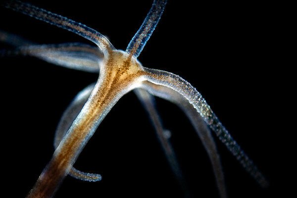 Кракен питер