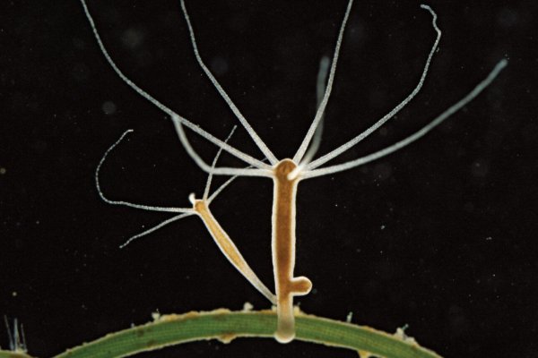 Кракен маркетплейс магазин