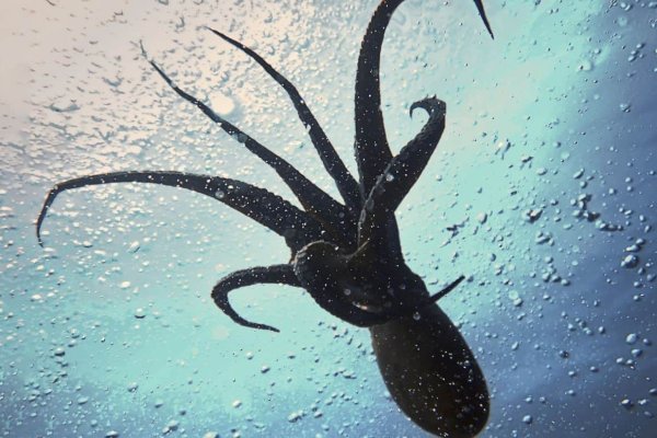 Кракен сайт закладок