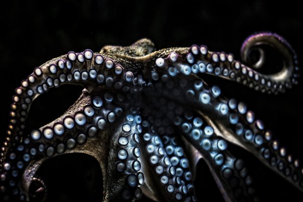 Кракен площадка ссылка